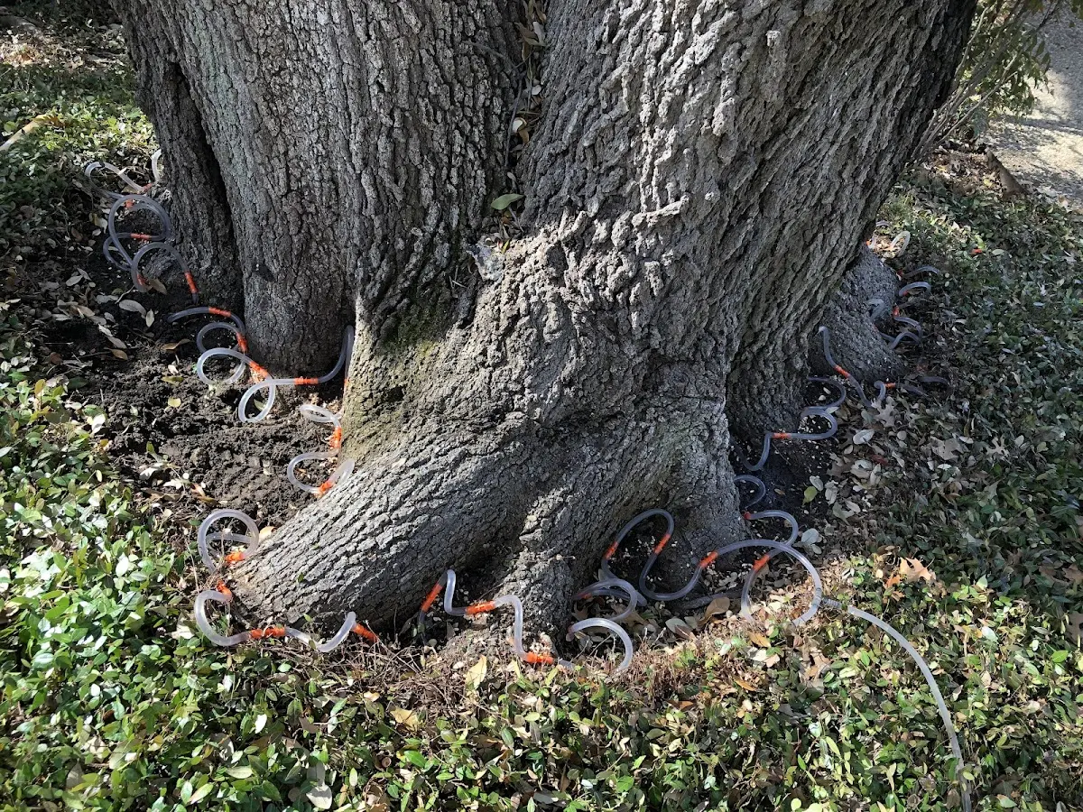 Detailed Shrub and Hedge Trimming job site in Bruno