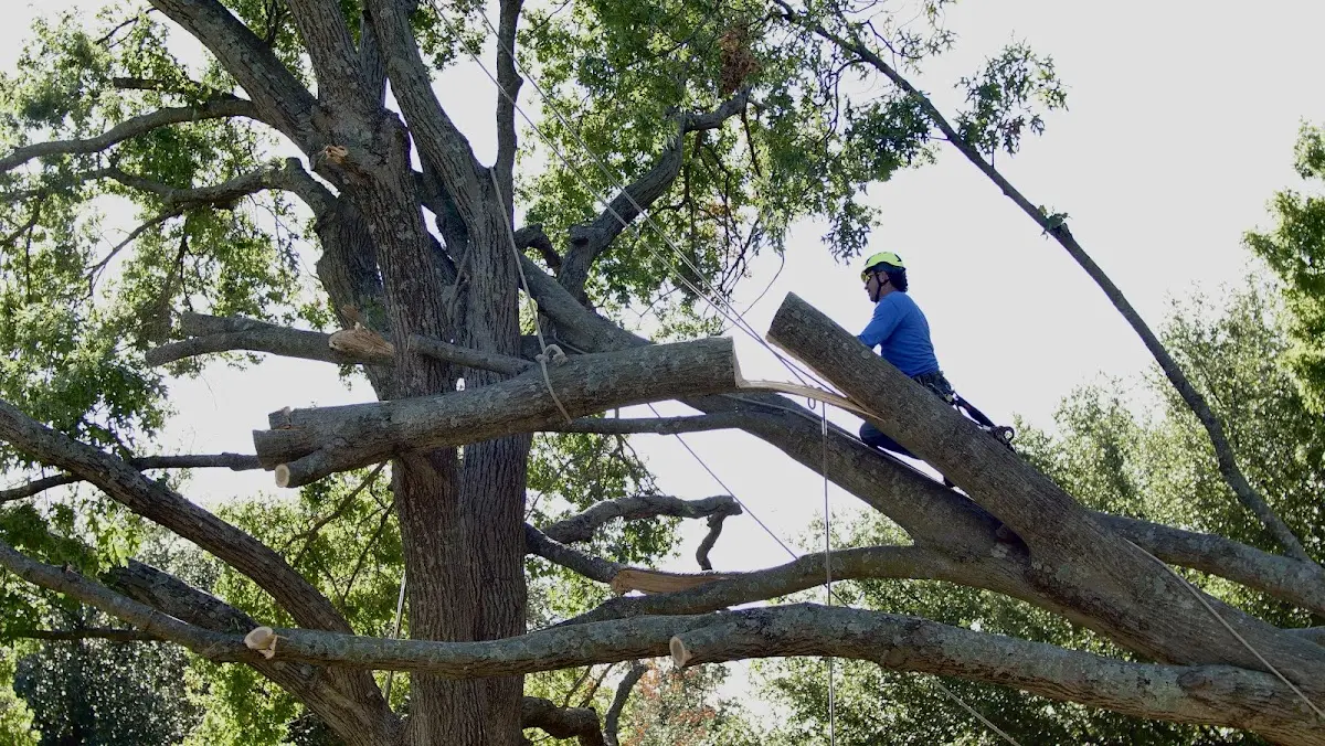 Professional Hazardous Tree Removal performed by certified arborists in Bruno